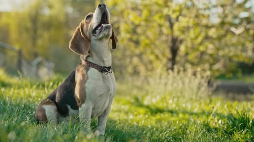 Portrait of Cute Beagle on Green Fresh Grass Beautiful Dog on Nature Background