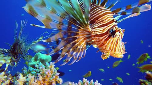Tropical Coral Garden Lion-fish