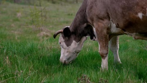 Cow grazing on a meadow. Cattle standing in a green field