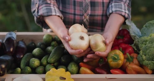 The Hands of a Woman Farmer Hold Several Onion Bulbs Above the Counter Farmer's Market Trading