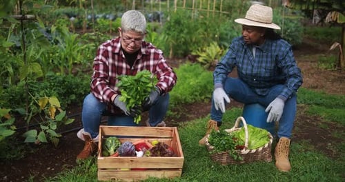 Senior multiracial women having fun together during harvest period in the garden