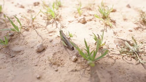 Grasshopper Sits in the Grass