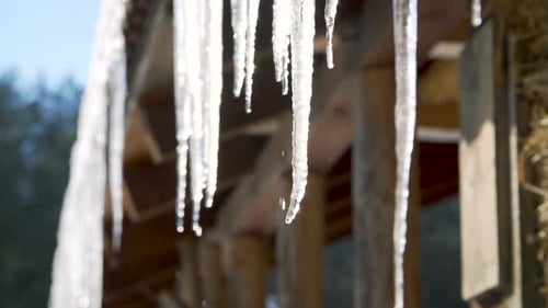 Icicles Melting in the Spring Sunshine
