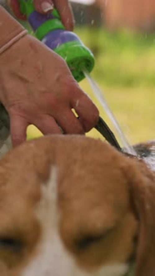 Dog Getting a Bath with Green Sprayer Outside