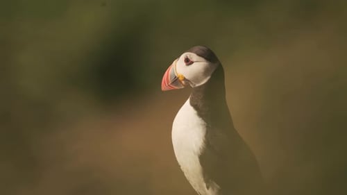 Close Up of Pembrokeshire Coast National Park Atlantic Puffin Walking Through Tall Grass Habitat, Br