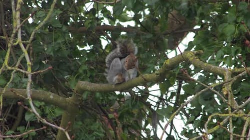 Gray Squirrel grooming itself sitting on branch then runs off. Day time snowing UK North London Bore