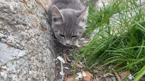 Gray Cat Investigating Ground Between Rock and Grass