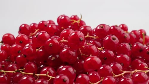 Pile of Fresh Red Currants Close Up