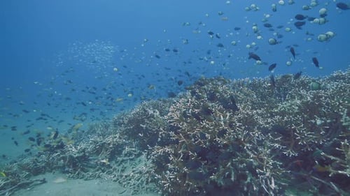 Huge Group of Fish Swimming Among Colony of Coral Reefs
