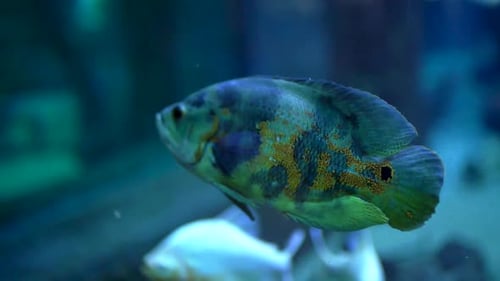 Colorful Fishes aquarium slow motion