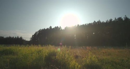 Sommerliche Wildwiese Zeitlupe