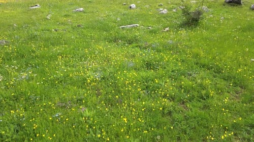 Flying low over a meadow with mountain flowers. Lots of mountain flowers. Aerial view.