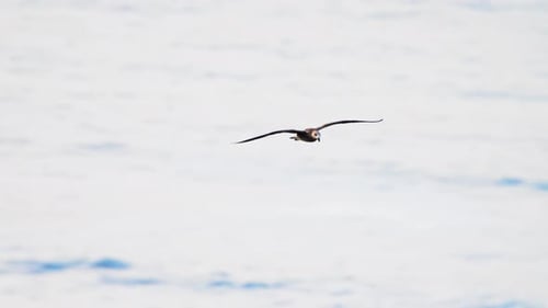 Majestic Seagull Flying over Ocean Water