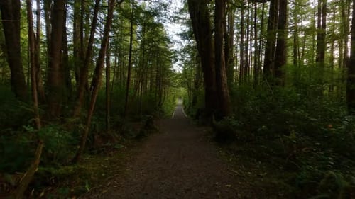 Scenic Hiking Trail in the Rainforest with Vibrant Green Trees