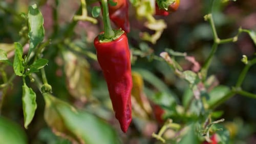 Nahaufnahme roter Chili-Pfeffer, der auf einer Pflanze wächst