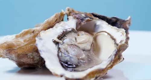Open L'authentique Oysters Rotating on a Blue Background. Fresh Oysters Close-up Side View. Healthy