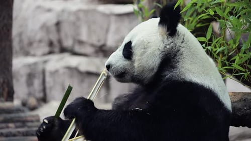 Cute Happy Funny Giant Panda Eating Bamboo