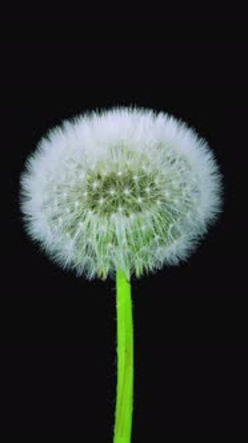 Zeitraffer beim Öffnen von Dandelion Fluff