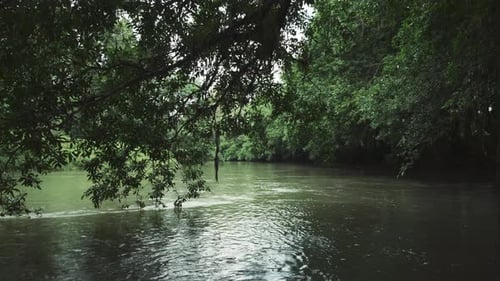 Floating down a jungle river with branches and vines. Handheld shot.