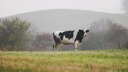 Milchkuh frisst Gras auf wunderschöner Wiese mit nebligem mystischem Hintergrund in hügeliger Gegend im Filmmusik Look