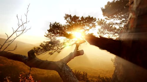silhouette of sunbeam light shining through tree branches. nature background