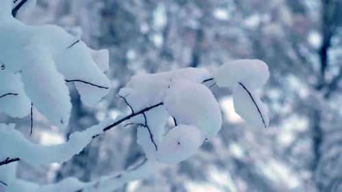 Snow Covered Tree Branches in a Winter Forest