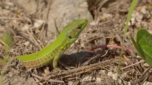 ein grüner Gecko in Griechenland
