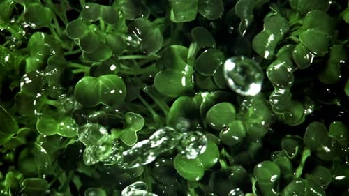 Watering Fresh Green Micro Greens Plants