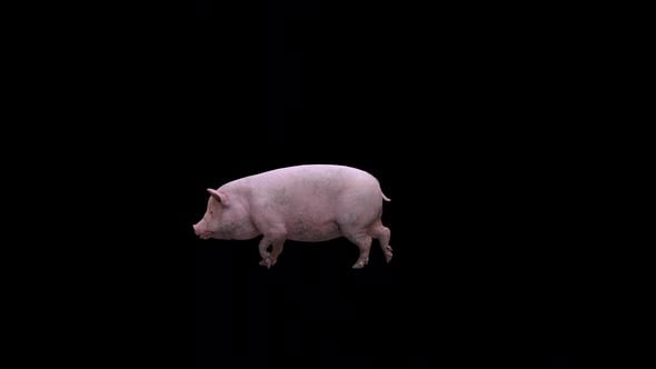 Pink Pig Walk , Motion Graphics Incluyendo: 3d y animal - Envato