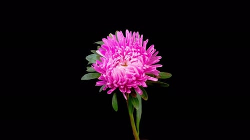 Beautiful Pink Aster Flower Opening