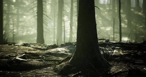 Lush Forest Landscape Illuminated By Soft Sunlight Filtering Through Trees
