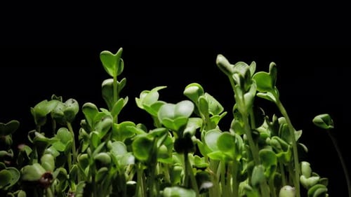 Macro shot of seed growing into a small plant with fresh green leaves over time.