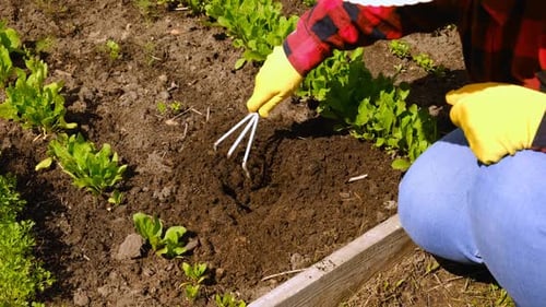 Hand of Gardener Seedling Young Vegetable Plant in the Fertile Soil Woman's Hands in Yellow Gloves