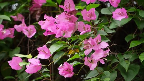 Una imagen de flores rosadas de cerca