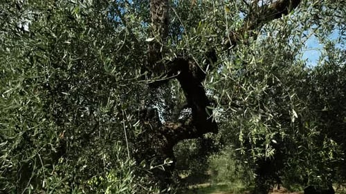 Olive tree over blue sky. Agriculture cultivation of olives.