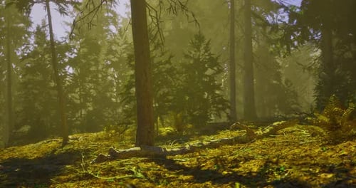 Sunlight Filters Through Trees in a Tranquil Forest Setting During Morning