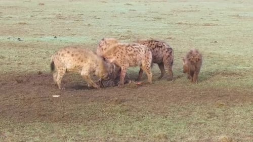 Концепция животных, природы и дикой природы — клан гиен, поедающих падаль или
