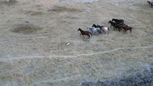 Horses Running Free Across Rural Grassy Field