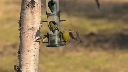 Greenfinches Battle Over Remaining Sunflower Seeds in Bird Feeder, Slow Motion