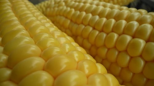 Close Up of Fresh Corn on the Cob