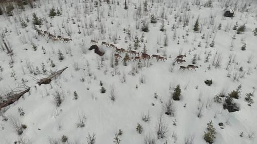 Aerial view of herd of reindeer walking on the snow of tundra field and coming to a halt. Herd of de