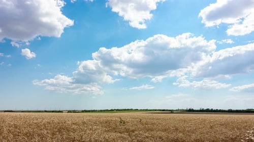 Golden Wheat Field Under a Cloudy Blue Sky