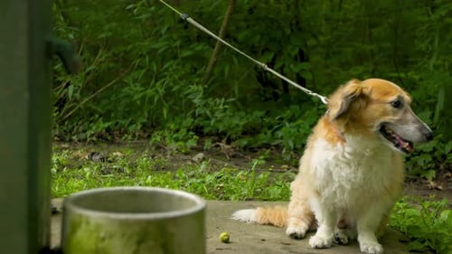 Ein durstiger Hund sitzt neben seinem Besitzer an einem Trinkbrunnen. In 4K-Zeitlupe aufgenommen