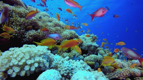 Tropical Fish and Coral Reef