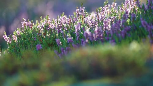 Zarte hellviolette Heideblüten in voller Blüte bedecken den Boden in der Herbsttundra. Eine Nahaufnahme
