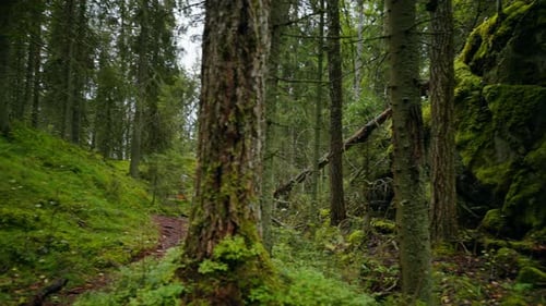 Fabulous Nature Of Forest In Autumn Day Green Moss Stones And Trees High Spruces And Fresh Grass