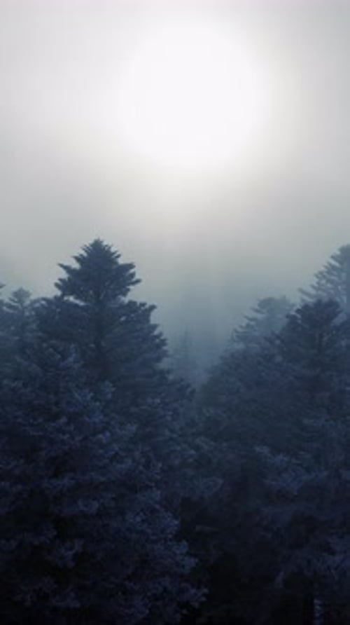 Découvrez la beauté enchanteresse d'un lever de soleil brumeux dans une forêt illuminée par un éclairage éthéré