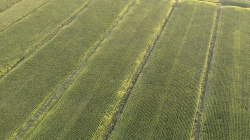 Aerial shot. Bird eye view. Flying over green corn fields.