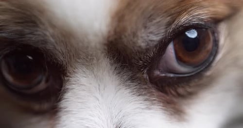 Nahaufnahme eines Chihuahua-Hundes, der in die Kamera schaut.