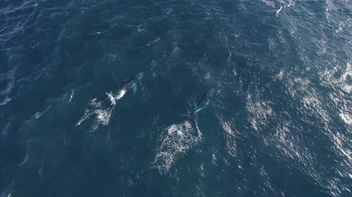Pair Of Humpback Whales Breaching And Blowing Water In The Blue Sea. - aerial